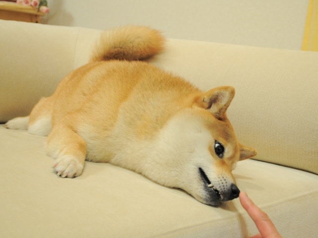 A real dogecoin dog Kabosu is recovering from vestibular disease ...