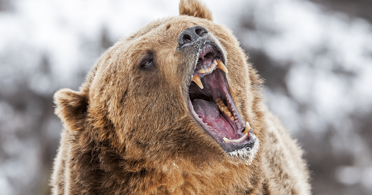 BTC could face three years of bear market if price drops to ,000
