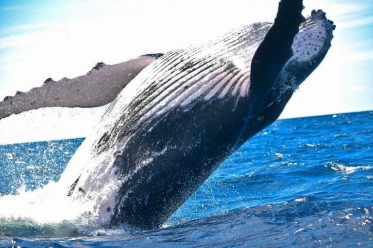 Ethereum Whales Confident of ETH's Price, Move Funds from Exchanges 2