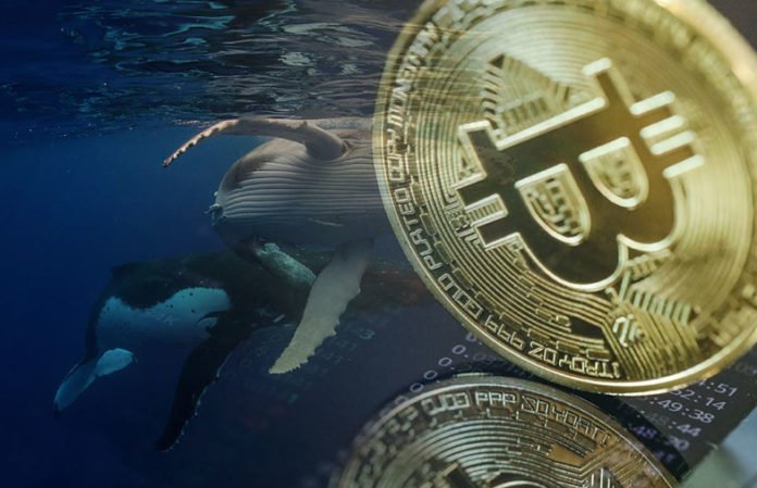 Who are all BTC whales and what are their shares
