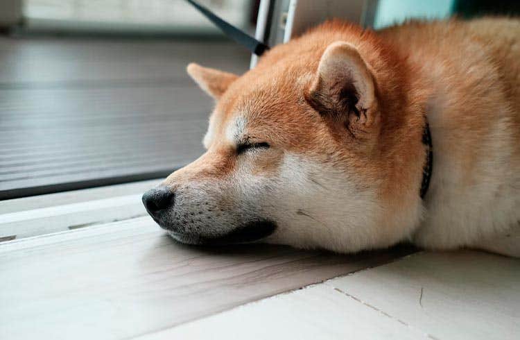 Shiba Inu may have slight recovery says analyst